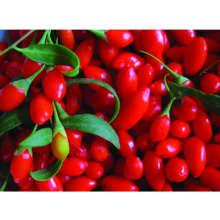 Ningxia Wild Goji Berry, Best Selling China Dried Herbal Fruit Goji Berry Tea in Bulk